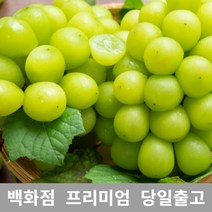 샤인머스켓 1kg 샤인머스켓묘목 과일선물세트 샤인 _ 2023985EA, 1, 본상품선택