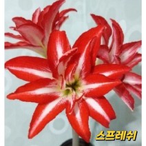 아마릴리스구근(스프레쉬)대형구근