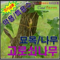 GS3/고로쇠나무/ 실생3년생 5주