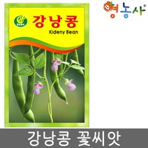강낭콩씨앗 2g, 강낭콩꽃