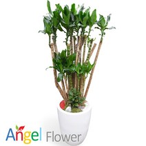 엔젤플라워 초특가 특대형화분 행운목 대박나무 당일꽃배달, A15 황금죽, 1개
