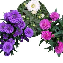 골드씨드 아스타 모종 아스타 포트 4종 가을꽃 모종 야생화 꽃피는야생화 지피식물 셀프조경 전원주택조경 마당꾸미기 마당조경 화단꾸미기 화단조경 카페꾸미기 카페조경 실외조경, 분홍