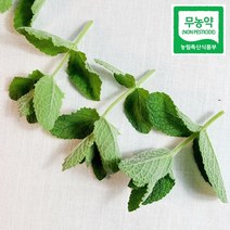 민트잎 식용허브 친환경 무농약 허브 애플민트 50g, 모히또용(중간잎) 50g