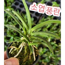 풍란 소엽/바람이 잘 통하는 곳을 좋아한다고 해서 풍난 석부작