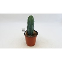 용신목 다육 선인장