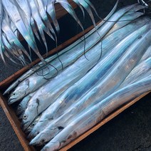 오늘잡은 당일바리 제주생물갈치 700g내외 3마리(2.1kg), 700g내외3마리(총2.1kg)