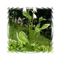 꽃모종 비비추-소형무늬종 9cm비닐포트 3개 K825