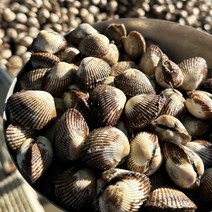 [당일조업] 국내산 벌교 새꼬막(생물), 2kg 대(150-170미 내외), 1개