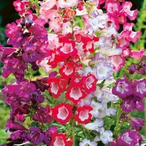 펜스테몬 꽃 씨앗 10립 연분홍꽃 흰꽃 관상용 뿌리 약용 식용