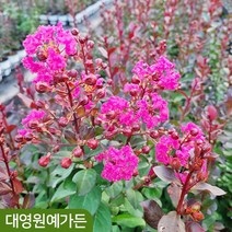 배롱나무 핑크벨로 5치포트 백일홍