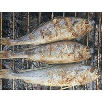 고흥 숯불생선구이 굴비 부세조기 3미 특대 상차림