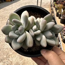 [해와달다육] 후레뉴 다육이, 1개