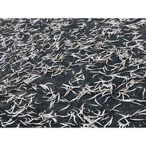 말린까나리 건까나리 1.5kg 백령도산 최상품 자연산, 1개