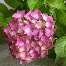 목하원예조경 수국나무 묘목 (한라수국) 화분묘 중품