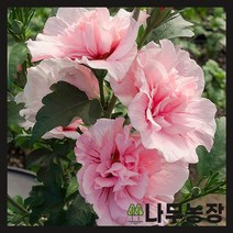 (나무농장) 겹꽃무궁화 핑크쉬폰 P11 포트