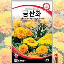 금잔화 메리골드 80립 / 일년생 금잔화씨앗 꽃 씨앗 pot marigold seed