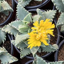 [올식스] 사해파 다육식물 다육이 플랜테리어 공기정화식물 개업화분