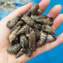 생물 바다다슬기 갯고동 1kg 갯고둥 바다고동 올갱이 살아있는고둥, 바다다슬기(갯고동) 1kg, 1개