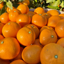 산지직송 제주 고당도 하우스 타이벡 노지 감귤 못난이 랜덤과 1박스 5kg, 1개