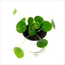 들꽃향기 꽃마을 인테리어 실내공기정화식물 세라믹도자기 사각 원형 화분모음, 필레아페페, 원형화분