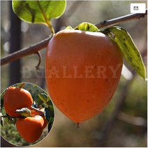 [아름다운갤러리]감나무(신대봉) 접1년특묘(2주), 신대봉접목1년특묘(2주), 1개