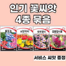 인기꽃씨앗 4종 묶음 양귀비 물망초 쑥부쟁이 겹접시꽃, 5set