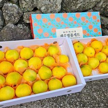 [농장직송] 당도선별 명품 귤 제주 황금향, 1개, 선물용 4.5kg