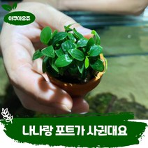 [아쿠아유쥬]콩나나 (1포트) 음성 수초 어항 수족관 식물 활착 모스