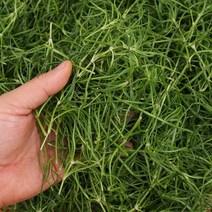 세발나물 4kg내외 팔팔마켓 국산 바다 생 새발 나물