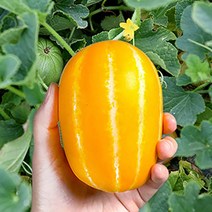 성주 꿀 참외 가정용 선물용 산지직송, 가정용(개별포장x), 5kg 중과, 1개