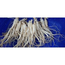 세척삼 5년근 수삼 인삼 가정용인삼 실속형, 세척인삼 600g (12-16뿌리)