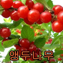 앵두나무 접1년특 1그루+흑자두1+체리1 묶음 나무 묘목 과일나무 유실수