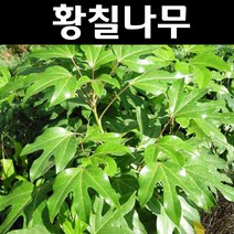 황칠 나무 묘목 H80cm 1개/특용수 약용수, 1개