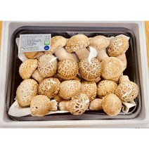송화버섯 특품 화고 1kg 송정농원 친환경 무농약 당일수확