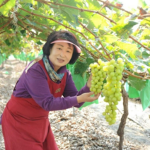 샤인머스켓 2023첫출하 산지직송 당도선별, 가정용 샤인머스켓 1kg(2~3수), 1개