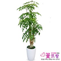 꽃뜨랑 전국배송 대형화분 행운목 해피트리 스투키 금전수 개업화분 당일배송꽃배달, A14 녹보수, 1개