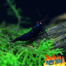 청룡 새우(3마리) 비쉬림프 애완 관상용 새우 키우기