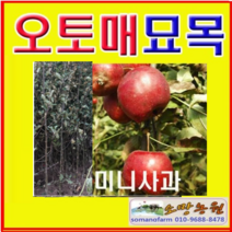 (SR소망)알프스오토메 미니사과나무 접목3년(분)1그루