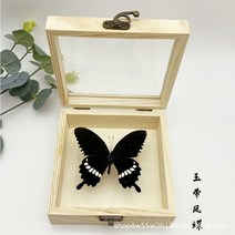 동상 조각상 실제 나비 표본 디스플레이 어린이 교육용 무대 과학 생일 선물, 25.8