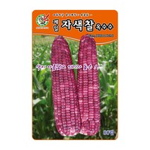 오스템 옥수수씨앗 제일자색찰옥수수 80립