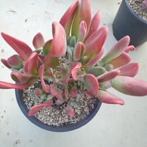 [수암다육] 호빗당인 Kalanchoe Luciae Oricula 다육 다육이 다육식물 수암다육 Succulent 반려식물 국민다육 선인장