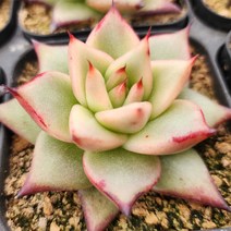 내맘에 힐링다육 한눈에 모아보기, 6번-원종에보니 슈퍼클론, 1개