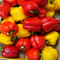 국산 알록달록 못난이 파프리카 빨강/노랑 혼합 파프키카 산지직송 피망 1kg 2kg 5kg, 1kg(빨강+노랑)