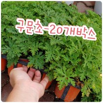 구문초-20개박스-모기가 싫어하는 식물 로즈제라늄 구문초