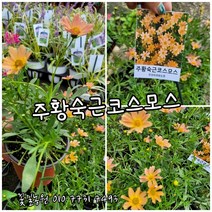 주황숫근코스모스 소품 랜덤 공기정화식물/미세먼지/공기정화효과 공기정화식물