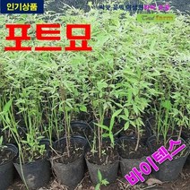 포트묘 바이텍스 3주, 상세페이지 참조