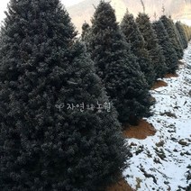 자연농원 주목나무(조경수 울타리나무) 묘목 최소구매 2개, 주목나무 4년생 포트묘