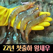 당일발송 제철 신안 왕새우 대하 흰다리새우 활새우 생새우 급냉새우 1kg, 급냉새우1kg(35미내외), 1개