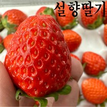 경북 김천 햇딸기 설향딸기 1.5kg 12월 제철 첫수확 산지직송 배송 택배 직거래, 750g(35과 내외)×2팩 총1.5kg
