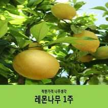 착한가격 나무생각 / 레몬나무 / 결실주(분묘) / H0.3~H0.4, 1개